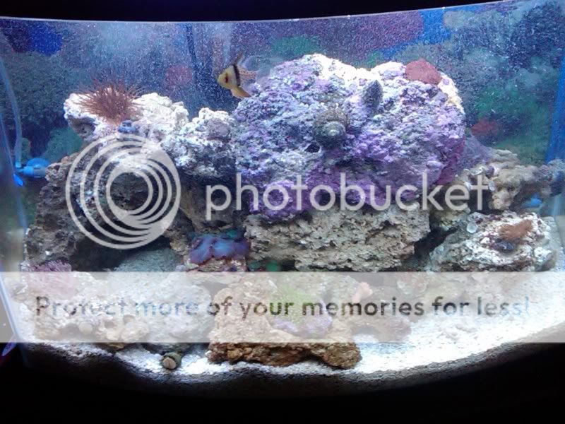 FishTank101910.jpg