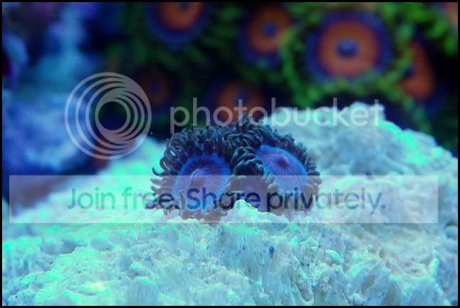 miami_vice_zoa.jpg