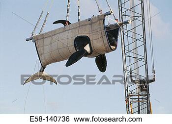 lifting-killer-whale_~E58-140736.jpg