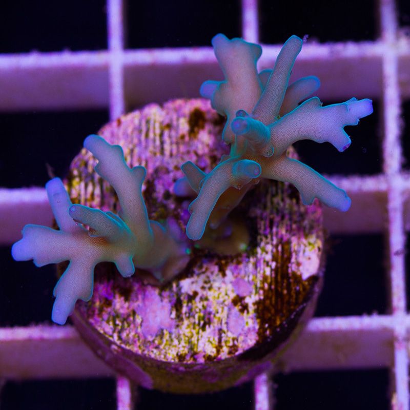 newcorals739b.jpg