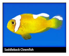 saddleback.jpg