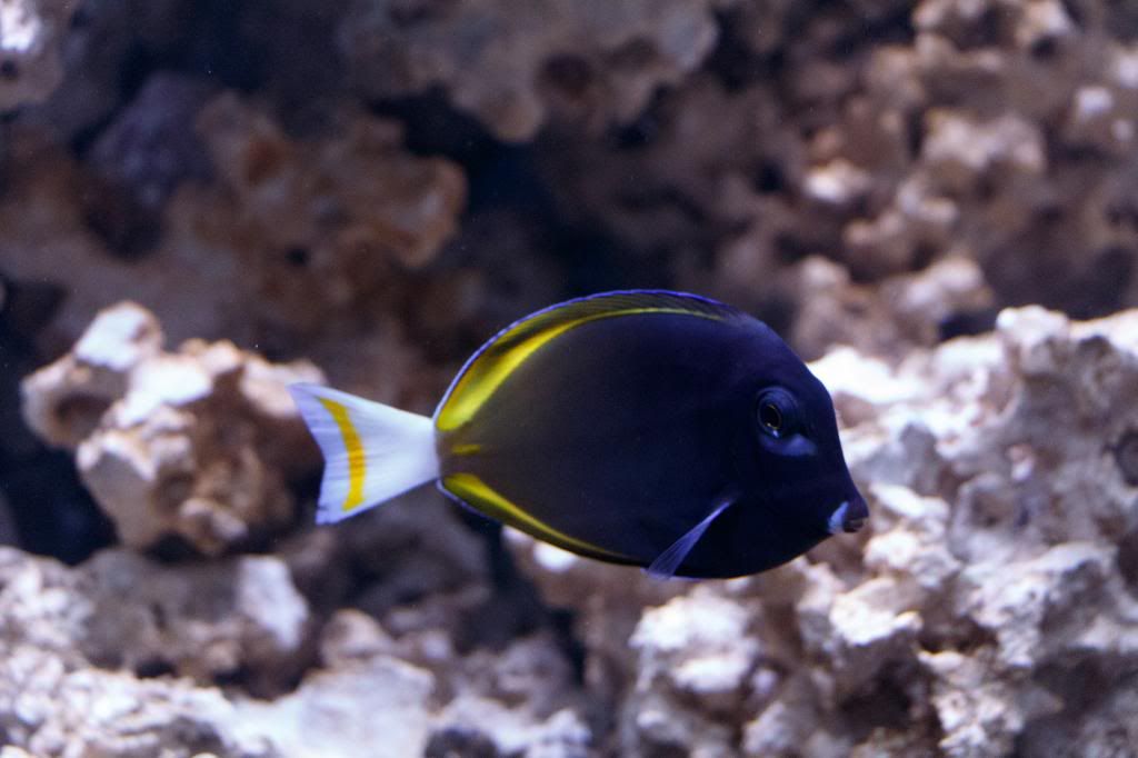 Aquarium-4.jpg