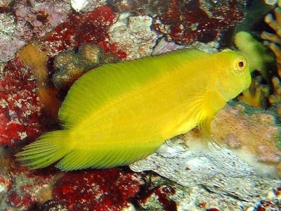 goldenblenny.jpg