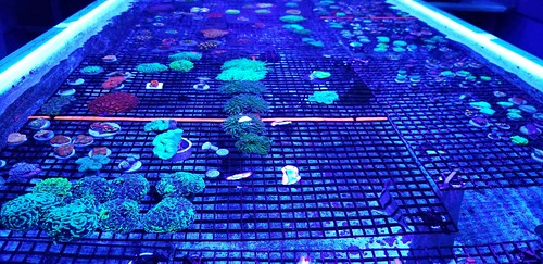 32601774768_8d99b8a20d.jpg