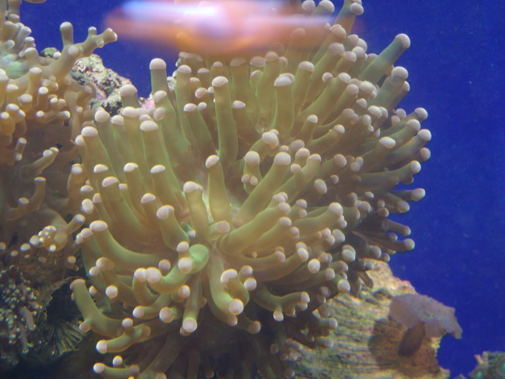jayfish170.jpg