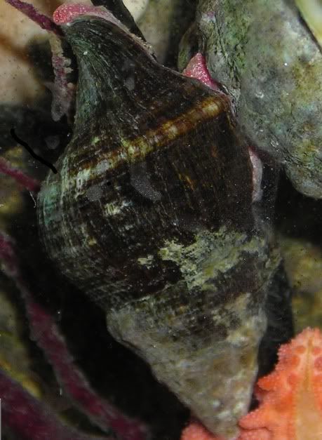 snail-1.jpg