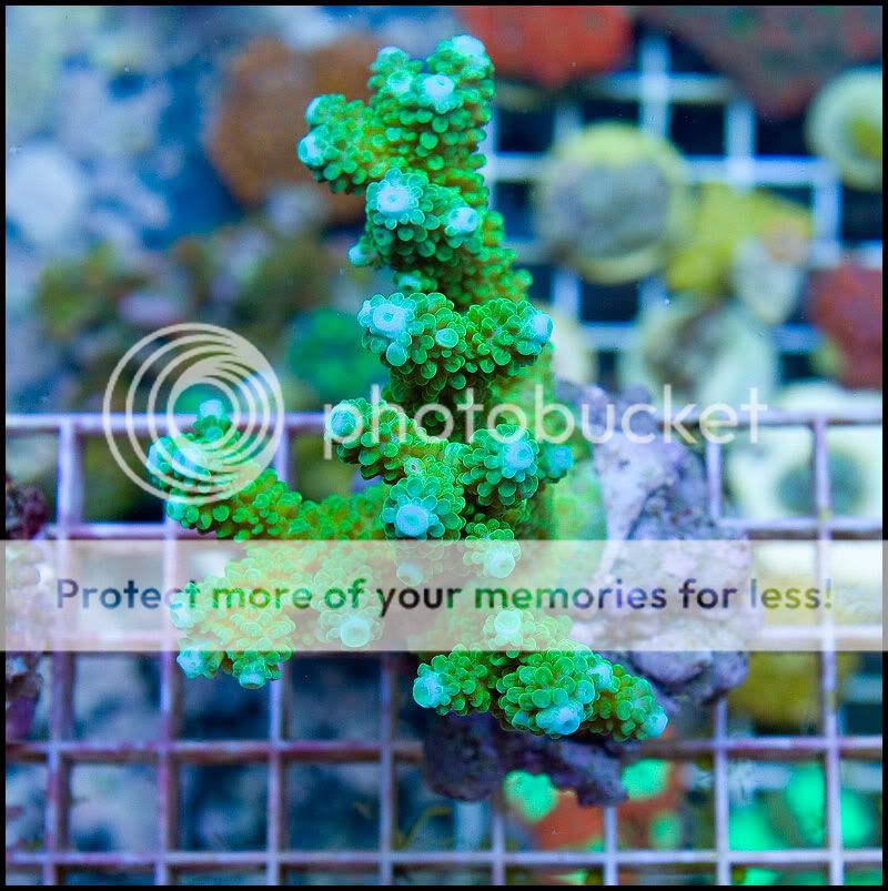 anewcoral_50.jpg