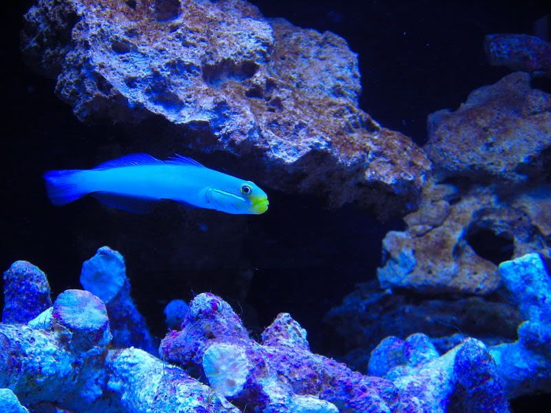 SleeperGoby.jpg
