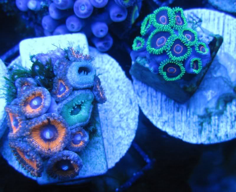 DallasNYC_zoas1.jpg