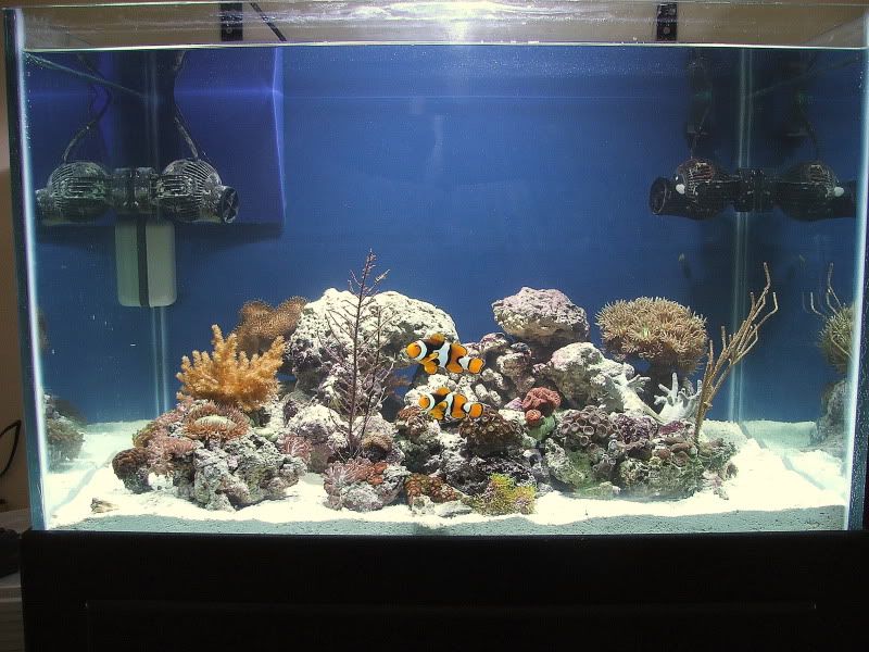 tankstocked9409.jpg