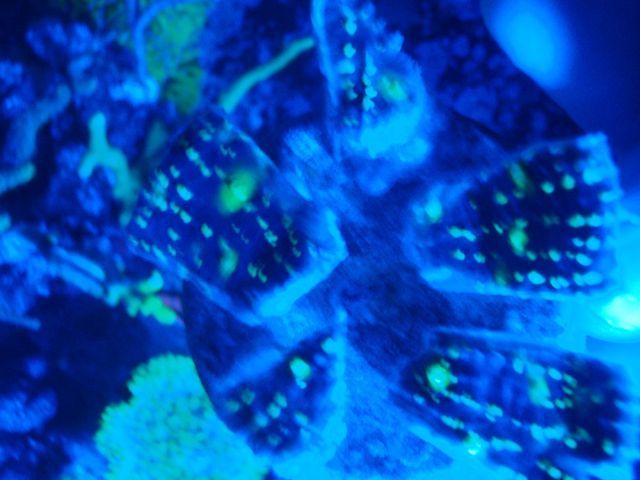 P2170007_zps5452f26f.jpg
