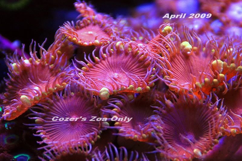 ZoaOnly7.jpg