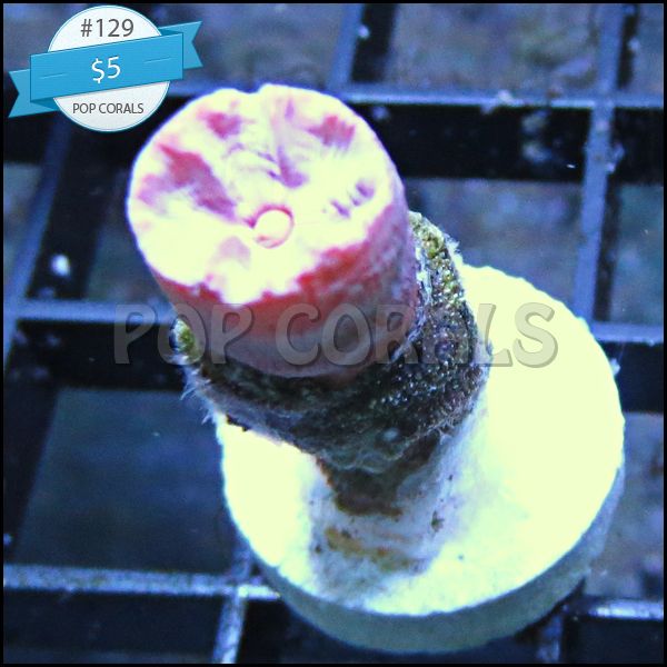 129_zps3f5ab313.jpg
