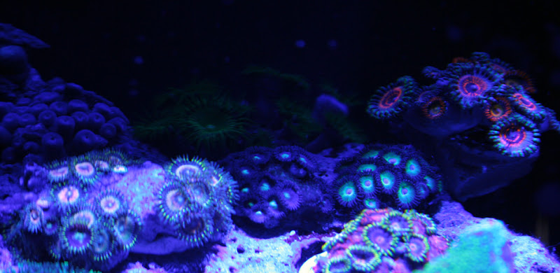 zoas01.jpg