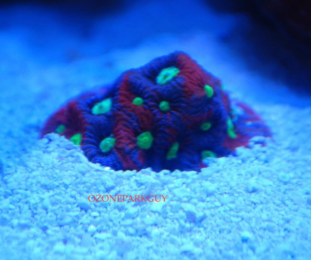 AussieTriColorWarCoral.jpg