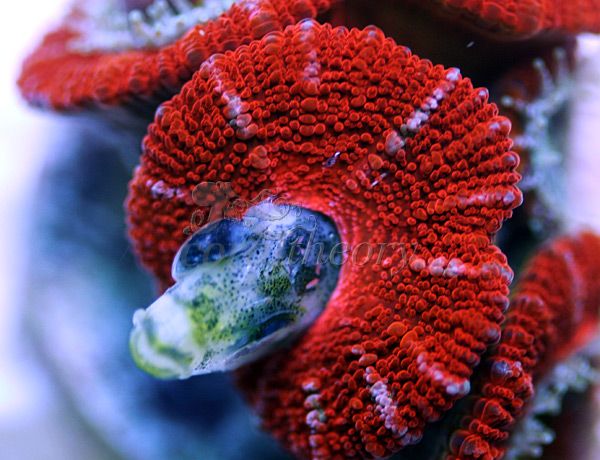 acan5.jpg