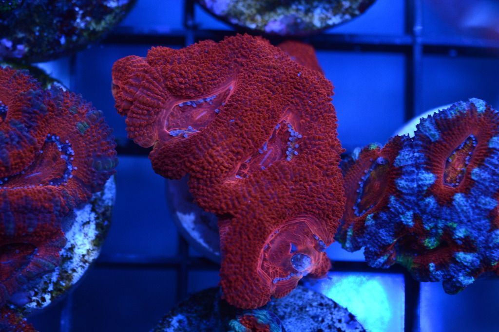 DSC_4724_zpsl2wjrinz.jpg