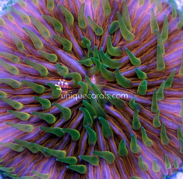 sunset_fungia_macro.jpg