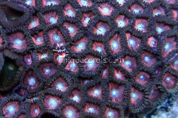 red_paly_macro.jpg