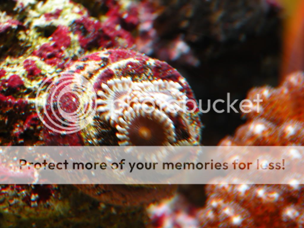 DSCN4960-1.jpg