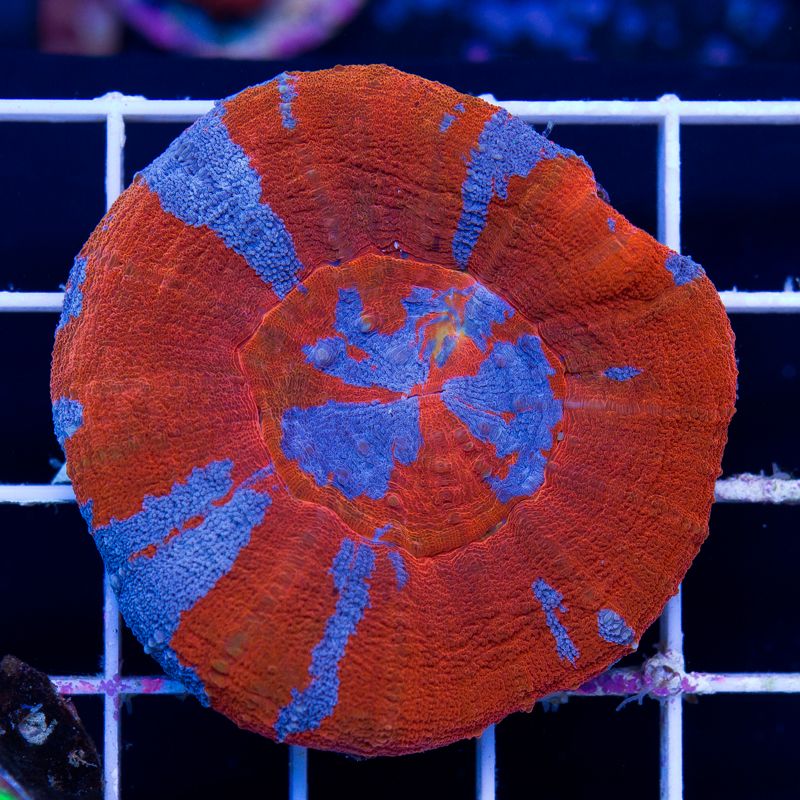 newcoral045b.jpg
