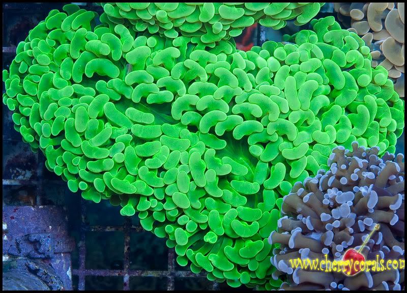 NewCorals300_7.jpg