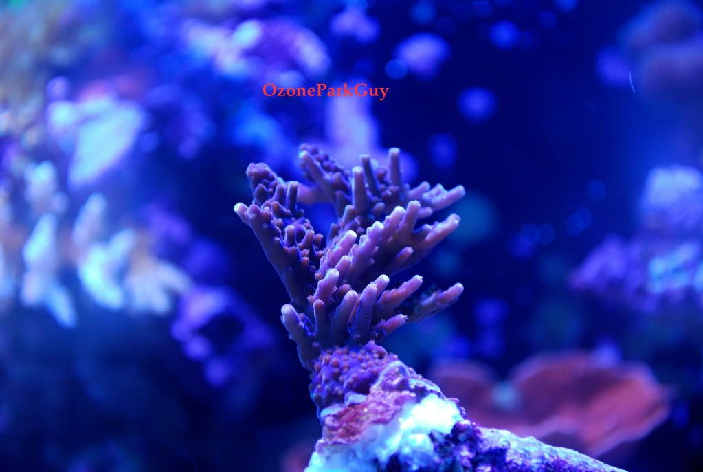 PurpleNana.jpg