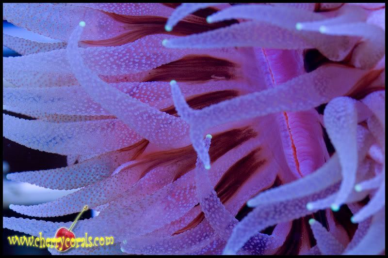 NewCorals146copy.jpg