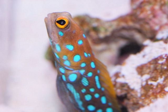 tn_bluespotjawfish_zpsrujyh3zd.jpg