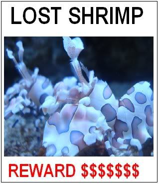 lostshrimp.jpg