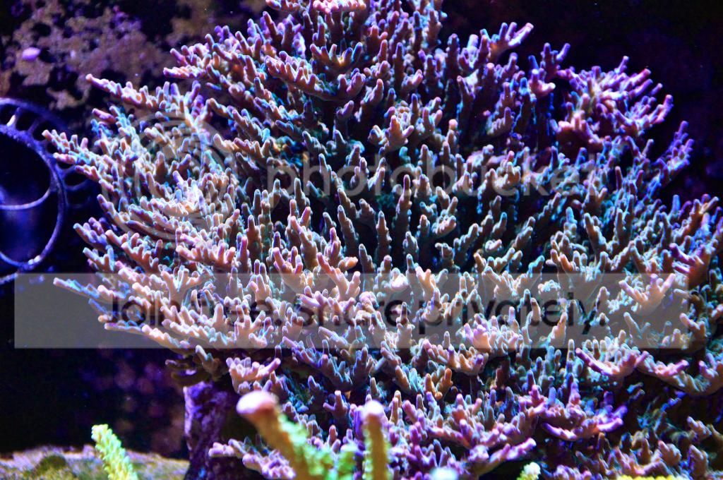 DSC_0029_zps014c0c88.jpg