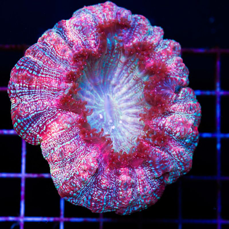 anewcoralsa234b.jpg~original