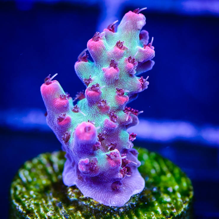 evlP7j8.jpg