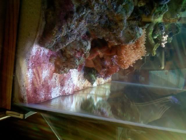 Redalgae010.jpg