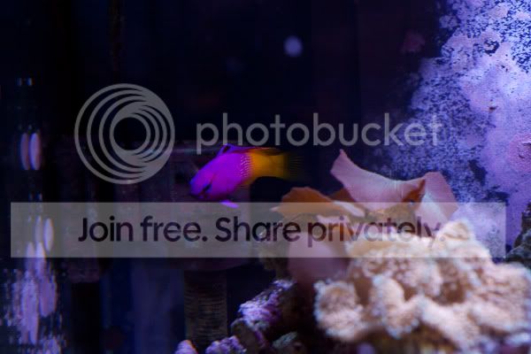 fishforsale-10.jpg
