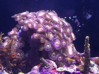 35761875164_ea4e0bcb01_n.jpg