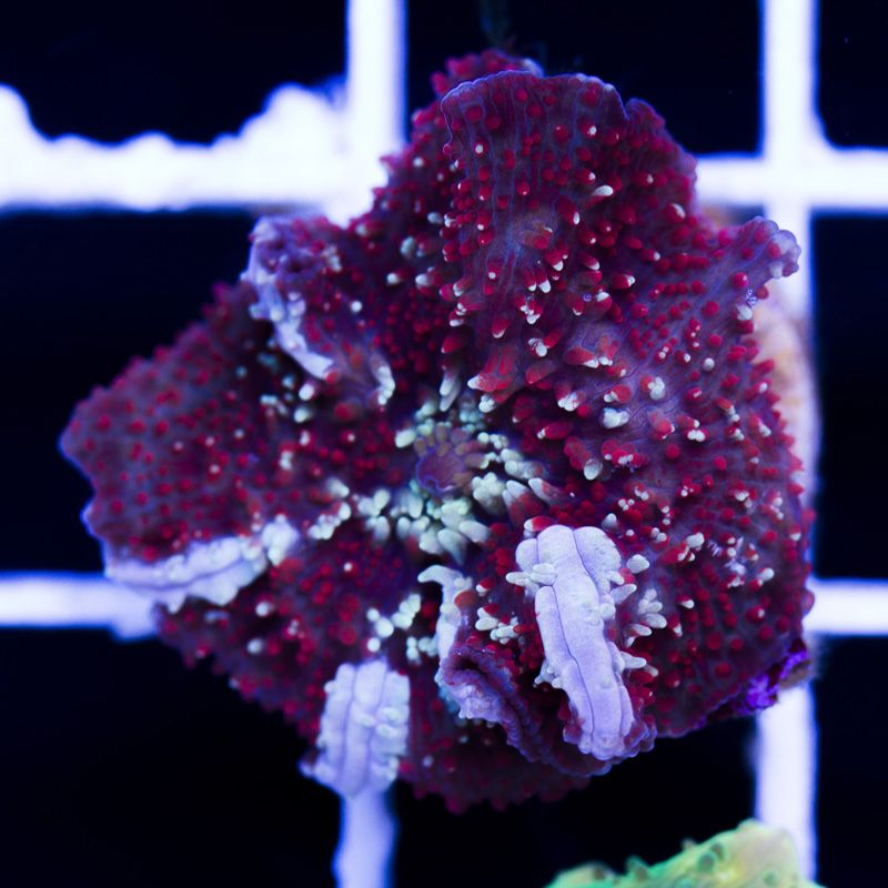 newcorals226b.jpg