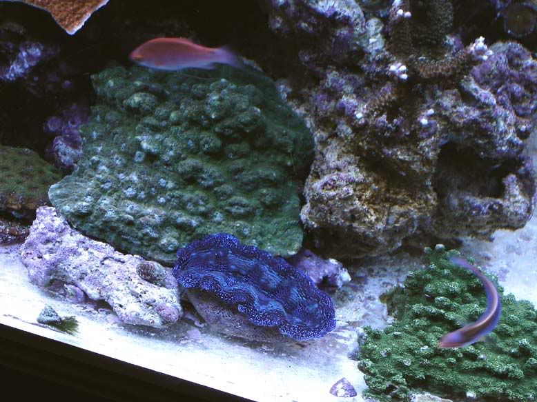 monti-echno-clam-2-06.jpg