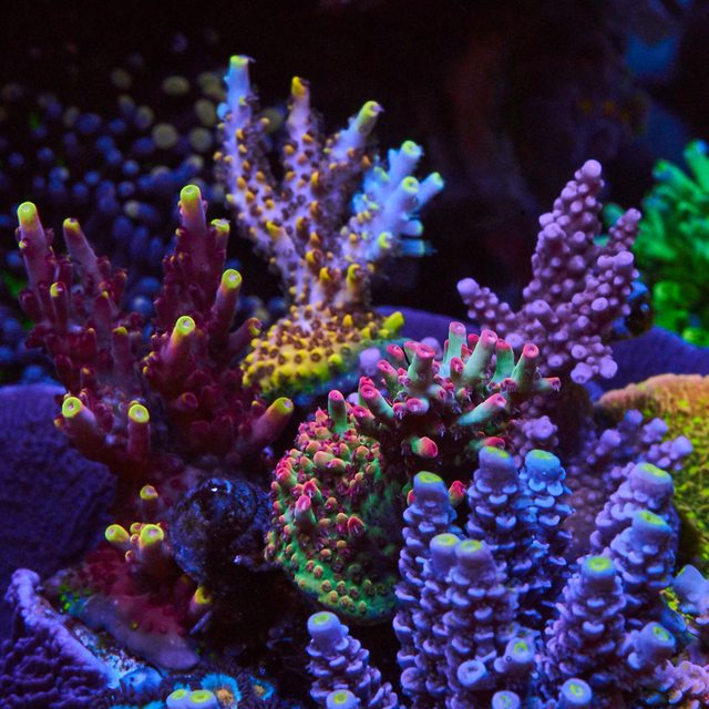 yhbNz96l.jpg