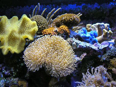 zoas1.jpg