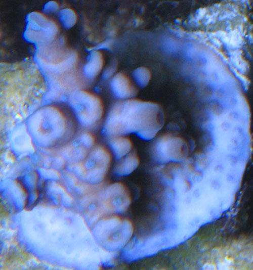 auctioned_jesusechinata_060806.jpg