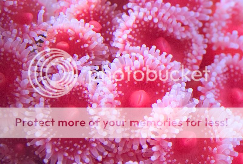 strawberrycloseup.jpg