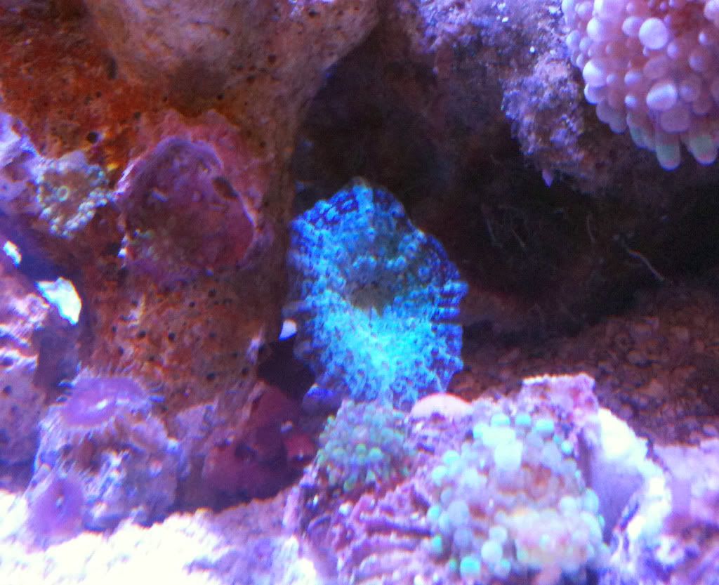 Bluemushroom20100727.jpg