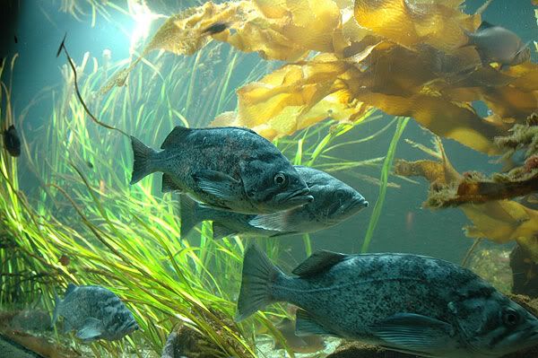 fish.jpg