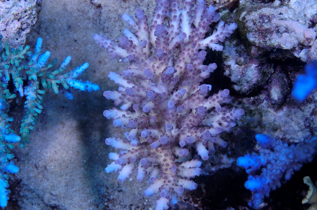 DSC_1973_raw.jpg