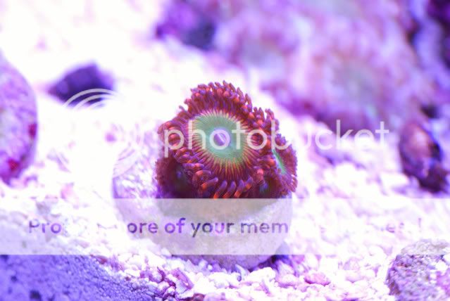 macro8.jpg