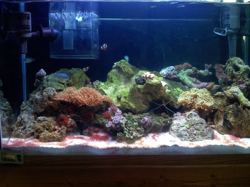 Redalgae006.jpg