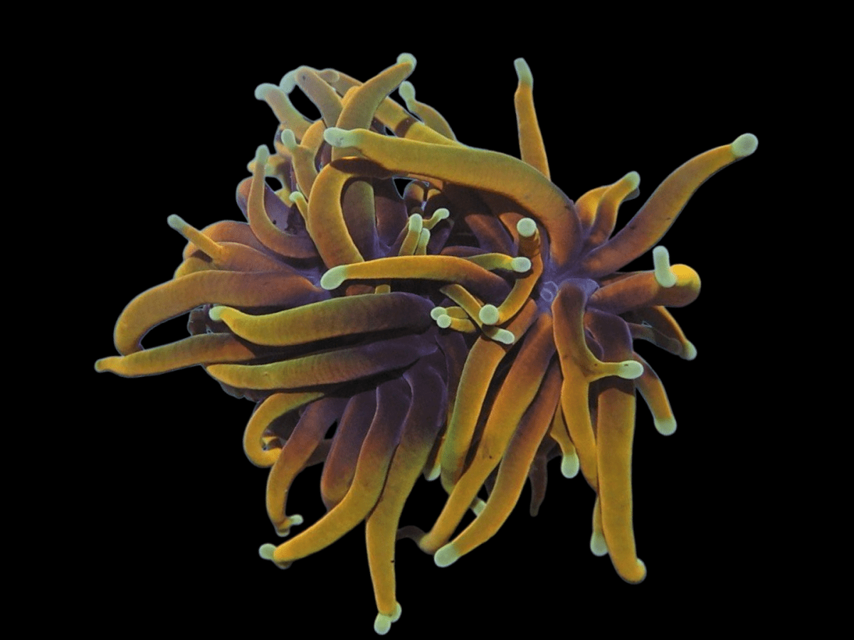 Photoroom-20250601_203938_6.png