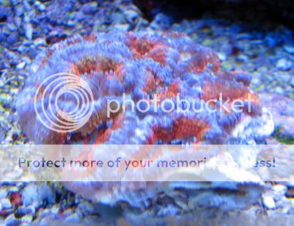 acan2.jpg