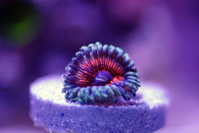 DSC_0204_edited-1.jpg